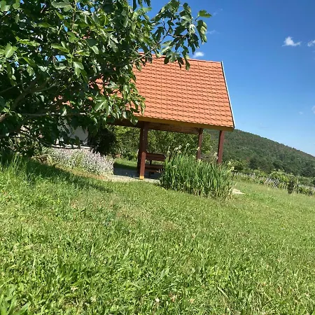 In Vineyard *