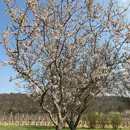 In Vineyard בית נופש