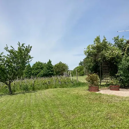 In Vineyard