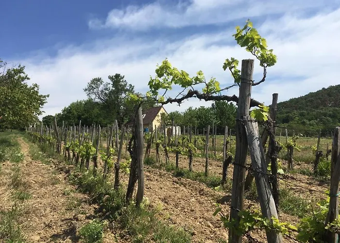 In Vineyard בית נופש Dörgicse