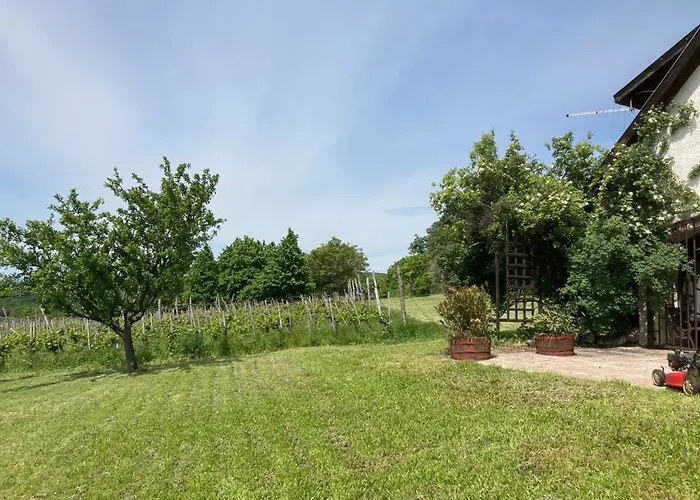 In Vineyard